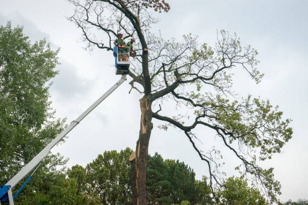 Best Stump Grinding Near Me  in Citrus Hills, FL